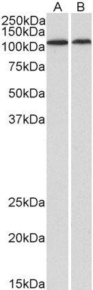 Goat anti-BMP1 (aa284-296) Antibody