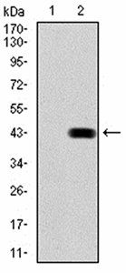 BMP2 Antibody