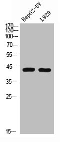 BMP2 antibody