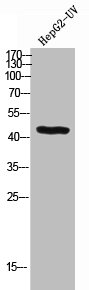 BMP2 antibody