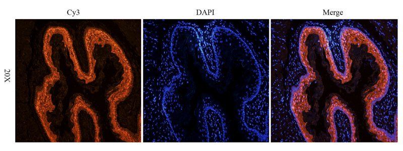 BMP2 antibody