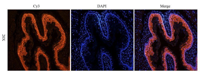 BMP2 antibody