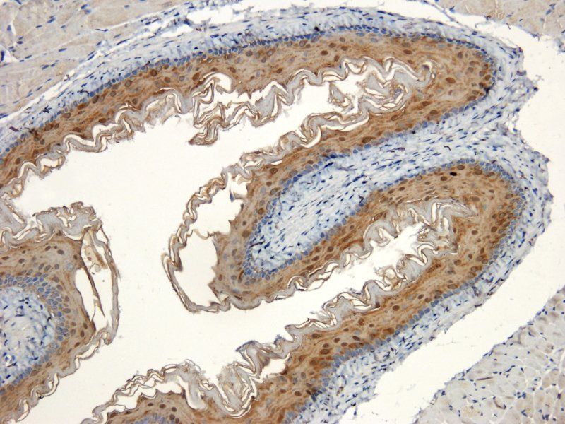 BMP2 antibody