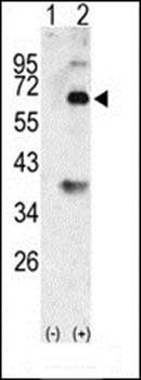 Bmp3 antibody