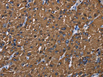 BMP3 Antibody