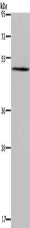 BMP3 Antibody