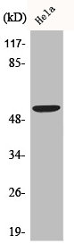 BMP3 Antibody
