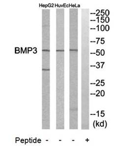 BMP3 Antibody