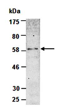 BMP3 (N) Antibody, Rabbit Polyclonal