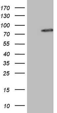BMP4 Antibody