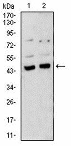 BMP4 Antibody