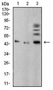 BMP4 Antibody