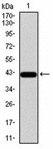 BMP4 Antibody