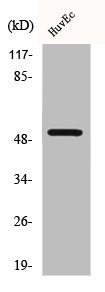 BMP5 antibody