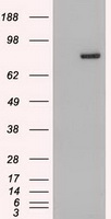 BMP6 Antibody