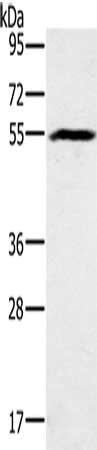 BMP6 antibody