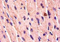 BMP7 Antibody