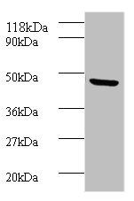 BMP7 antibody