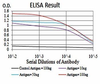 BMP7 Antibody