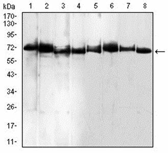 BMP7 Antibody