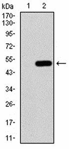 BMP7 Antibody