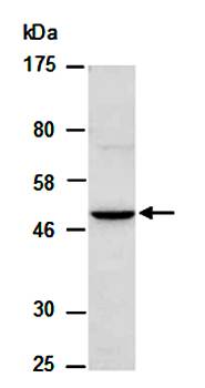 BMP7 (C) Antibody, Rabbit Polyclonal