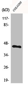 BMP8A antibody