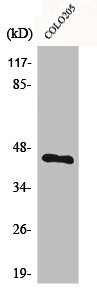 BMP8A Antibody