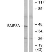 BMP8A antibody