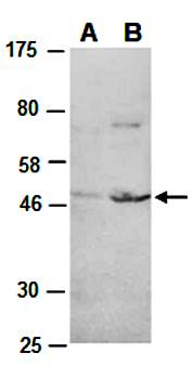 BMP8A (N) Antibody, Rabbit Polyclonal