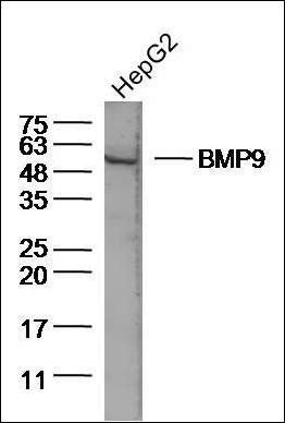 BMP9 antibody
