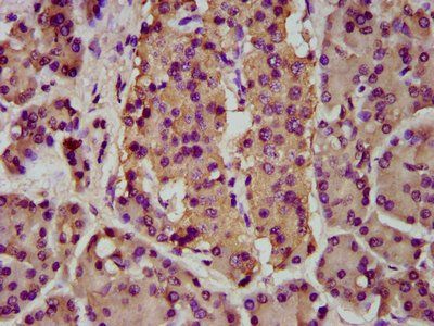 BMPER Antibody