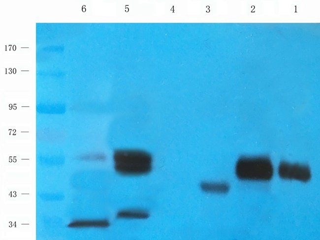 BMR1A antibody