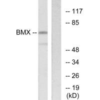 BMX Antibody
