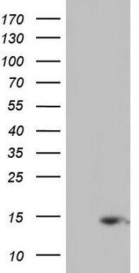 BNIP1 Antibody