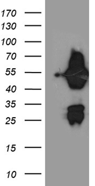 BNIP1 Antibody