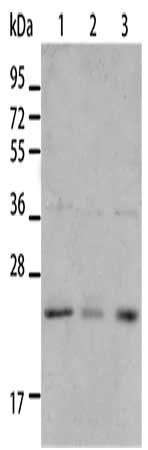 BNIP1 Antibody