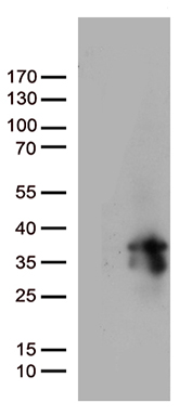 BNIP2 Antibody