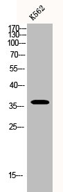 BNIP2 Antibody