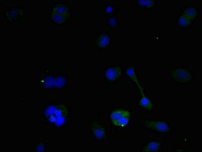 BNIP3 Antibody
