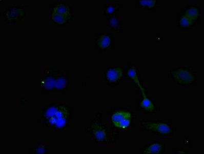 BNIP3 antibody