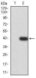 BNIP3 Antibody