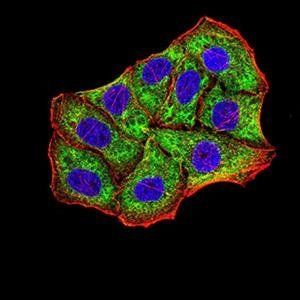 BNIP3 Antibody