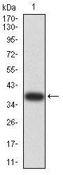 BNIP3 Antibody