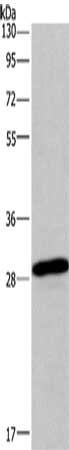 BNIP3 antibody