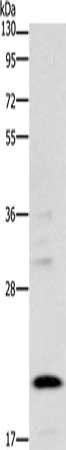 BNIP3 Antibody