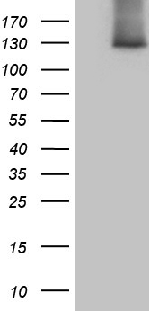BNP Antibody