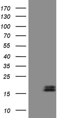 BOB1 Antibody