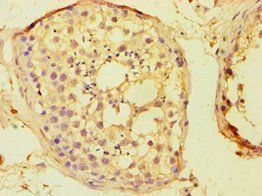 BOLL Antibody