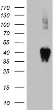 BST1 Antibody